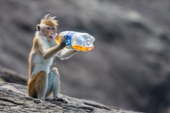 The monkeys are fed by people. They then think that this is the norm and expect to be fed. This monkey stole the drink and ripped the lid from the bottle.